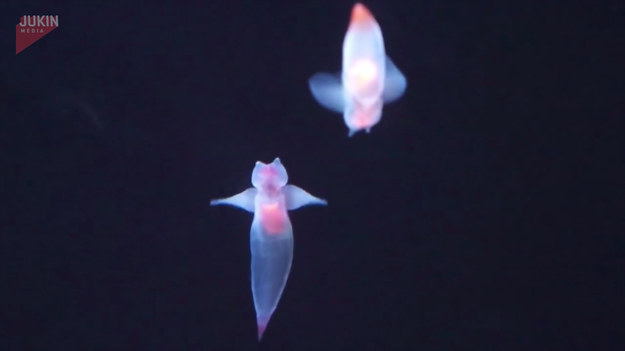 Morskie anioły czy po prostu ślimaki morskie to wyjątkowi przedstawiciele mięczaków. Swoją nazwę zawdzięczają nietypowemu wyglądowi. Bohaterowie tego wideo na co dzień zamieszkują oceanarium w Osace. 