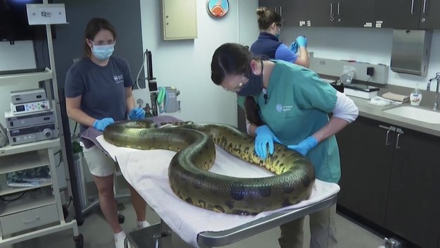 Wilson, dorosła anakonda z New England Aquarium w USA, przeszła coroczne badania lekarskie. Zdaniem lekarzy jest zdrowa i silna.