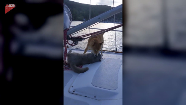 Odrobina relaksu na łódce jeszcze nikomu nie zaszkodziła. Szczególnie w dobrym towarzystwie! Spójrzcie na wesołe harce, którym oddają się pewien pies i kot. 