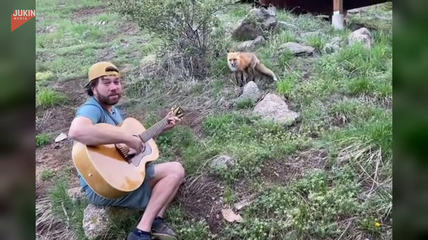 Prawdziwego wirtuoza z przyjemnością słuchają nawet dzikie zwierzęta. Poznajcie lisa, który nie bał się podejść blisko człowieka. Kto wie, może i on zapragnął zaznać odrobiny muzycznego wytchnienia?