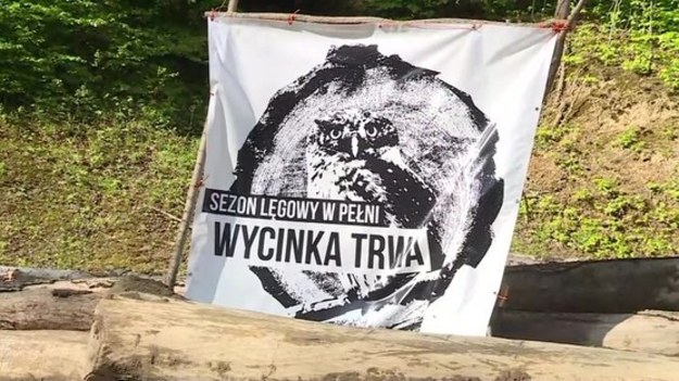 Ekolodzy, którzy blokują wycinkę w lasach Pogórza Przemyskiego koło Arłamowa - zakatowani kijami baseballowymi. Sprawa trafiła na policję. Skończyło się na strachu i wielkim siniaku.