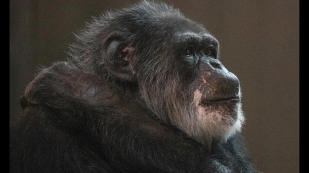 Zmarł najstarszy szympans mieszkający w Zoo w USA i jeden z najstarszych szympansów na świecie. Cobby, popularnie nazywany "dziadkiem", miał 63 lata.