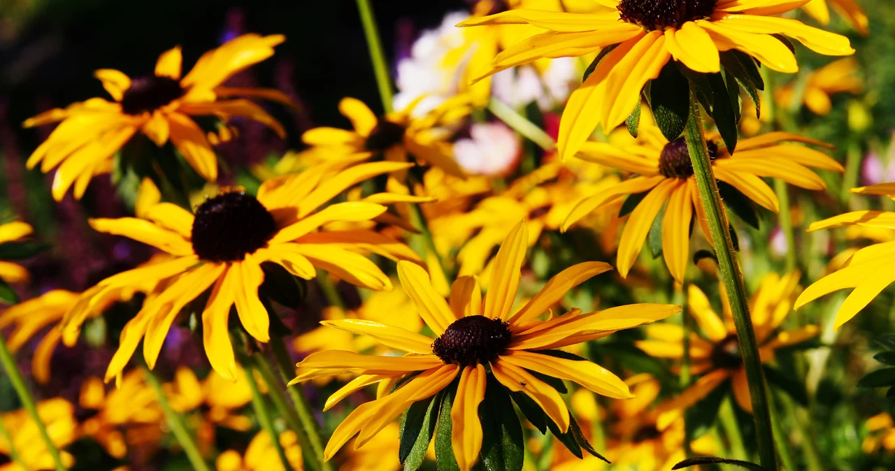 Rudbekia Kwitnie do jesieni i zachwyca kwiatami Jak o nią dbać