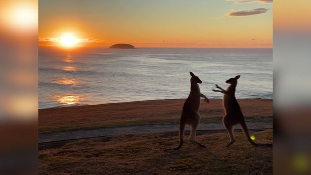 Gdy słońce pięknie zachodzi nad horyzontem, cała przyroda zdaje się zapraszać do cieszenia się chwilą. Niektórzy jednak wolą poświęcić uwagę własnym sprawom i wykorzystać czas na przykład na... małą bójkę. Spójrzcie na te dwa kangury, które postanowiły poboksować się na jednej z australijskich plaż. Jak mówi autorka nagrania, 41-letnia Ronelle Ferguson, zwierzęta już po chwili doszły do porozumienia, spokojnie gryząc trawkę. 