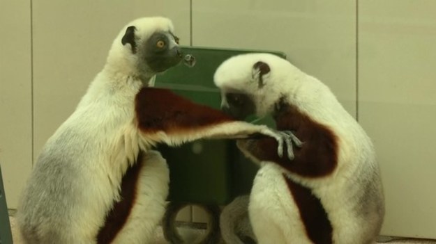 Kilka par lemurów trafiło z amerykańskiego centrum badawczego do ogrodów zoologicznych w Europie, między innymi do Zoo w Kolonii. To element programu ochrony tego ginącego gatunku.