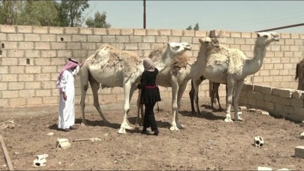 Lara Al-Titi to pierwsza i jak na razie jedyna w Joradanii producentka mydła z wielbłądziego mleka. Jej produkty podbiły serca Jordańczyków, trafiły nawet na królewski dwór.