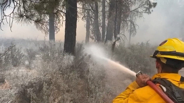 Władze twierdzą, że ponad 2100 amerykańskich strażaków w południowym Oregonie kontynuuje walkę z niekontrolowanym pożarem. „Ten pożar jest duży i porusza się tak szybko. Każdego dnia przemieszcza się od czterech do pięciu mil” – mówi dowódca incydentu Joe Hassel w komunikacie prasowym.
Władze poinformowały w sobotę, że pożary lasów w dotkniętych suszą zachodnich Stanach Zjednoczonych i Kanadzie nadal trawią ogromne obszary, a środki gaśnicze są poważnie nadwyrężone.Z ogniem walczą strażacy w południowym Oregonie, w pobliżu granicy z Kalifornią. Niektórzy zostali zmuszeni do wycofania się.Kalifornia, dotknięta własnymi pożarami, obiecała wysłać strażaków na pomoc w Oregonie.Kanada sprowadziła około 100 strażaków z Meksyku, aby wzmocnić swoje siły w północno-zachodnim Ontario - ogłosiły władze prowincji.
Pożar określany jako "Bootleg Fire", zdecydowanie największy aktywny w Stanach Zjednoczonych, obejmuje obszar 274 000 akrów – obszar większy niż Nowy Jork. Żywioł zniszczył co najmniej 20 domów.Władze powiedziały, że ogromny płomień wytworzył złowrogie „chmury ognia” sięgające również w górę, zdolne do wywoływania niebezpiecznych wybuchów suchych błyskawic i „tornad ogniowych”.
„Nadal wykorzystujemy wszystkie zasoby, od spycharek po tankowce” – powiedział w piątek dowódca strażaków Rob Allen.
„Mieliśmy rekordowe upały i jednocześnie wszystkie najgorsze możliwe warunki”, powiedziała Suzanne Flory, rzecznik amerykańskiej służby leśnej, w wywiadzie dla Oregonian.
Tymczasem w Kalifornii przewidywano groźne suche burze z piorunami.Warto dodać, że zeszłoroczny pożar w sierpniu – największy we współczesnej historii Kalifornii – został wywołany przez potężną serię uderzeń piorunów.W Kanadzie urzędnicy przewidują wysokie temperatury w nadchodzących dniach. Dotkną one rejonów od Alberty do Ontario – choć mogą nie pobić rekordu 121 stopni Fahrenheita (49,6 stopnia Celsjusza) zarejestrowanego w pobliżu Vancouver trzy tygodnie temu.Chociaż ostrzeżeni