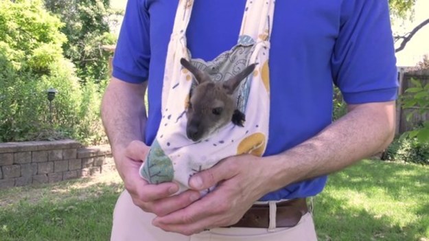 Małe walabie Bennetta przyszły na świat w Zoo w okolicach Chicago. To bliskie krewne australijskich kangurów, różniące się od swoich kuzynów przede wszystkim... rozmiarem.