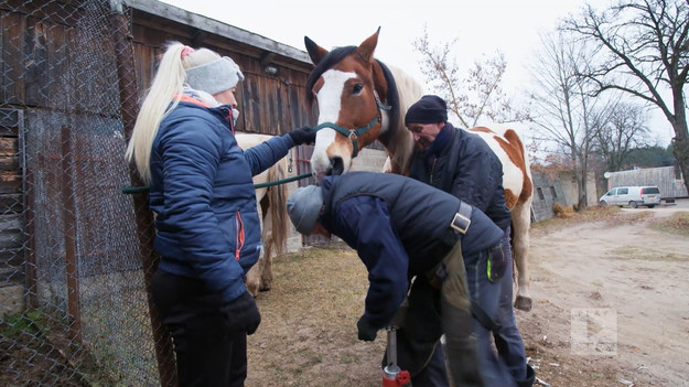 W marcu, gdy stopniał śnieg, w wielu miejscach zrobiło się buro. Tym bardziej czeka się tam na wiosnę, jak choćby w Wólce Ratowieckiej na Podlasiu. Konie hoduje tam Leszek Horosz, któremu często pomaga córka.