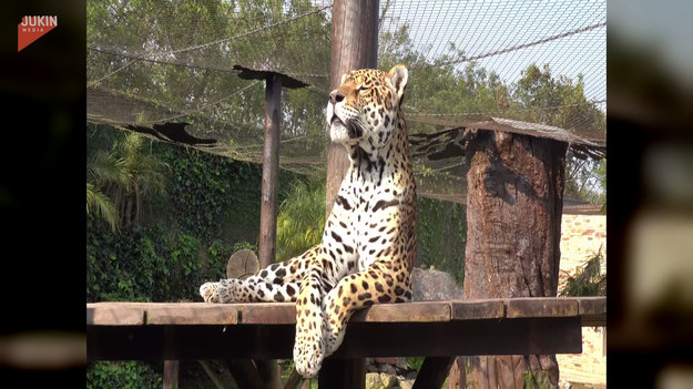 Spacery i kąpiele słoneczne to to, co prawdziwe tygrysy lubią najbardziej! Zaraz, zaraz... czy dotyczy to również jaguarów? Powyższe wideo udowadnia, że tak.