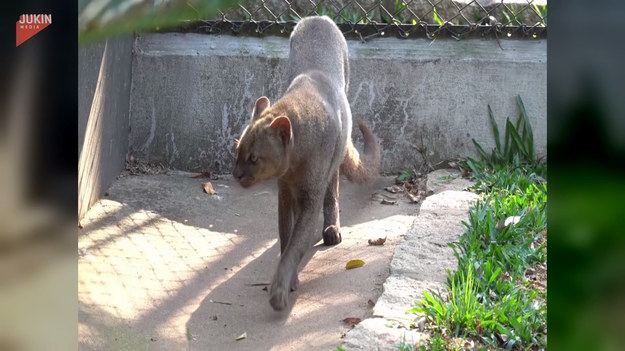 W sieci pojawiło się nagranie niezwykłego dzikiego kota. To jaguarundi! Zobaczcie, jak przechadza się po swoim wybiegu.