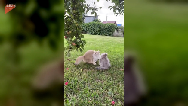 Które koty nie uwielbiają psocić i skakać? Pewna dwójka została nagrana w trakcie harców w ogrodzie. Puszyste zwierzaki podskakują w stronę liści. 