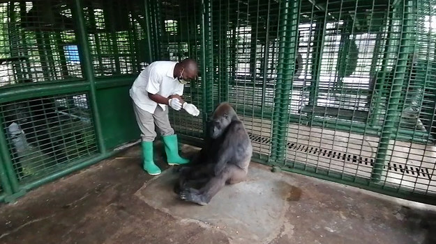 Znają się od 18 lat i wciąż mają chęć do zabawy. Jonathan Kang to opiekun zwierząt z ośrodka Limbe Wildlife Center w Kamerunie. Właśnie tam spotkał Twiggs, sparaliżowaną gorylicę. Zwierzę ma niepełnosprawne ręce, nie przeszkadza jej to jednak w wesołych harcach. Koniec końców, od czego są nogi? Zobaczcie sami!