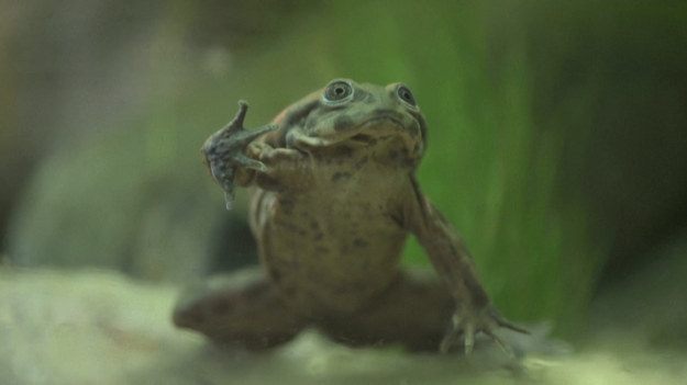 Zagrożona żaba z Ameryki Południowej po raz pierwszy została pokazana w zoo w Chester na północy Anglii. Płaz z jeziora Titicaca na granicy Boliwii i Peru jest największą na świecie żabą wodną. Większość życia spędza na dnie jeziora, pochłaniając tlen z wody za pomocą obwisłych fałdów skóry. Grupa dwudziestu żab żyje teraz pod czujnym okiem naukowców, którzy wiedzę o nich chcą wykorzystać do ocalenia gatunku.