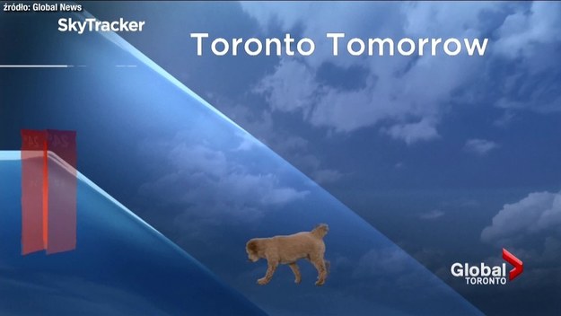 Anthony Farnell, prezenter pogody w kanadyjskiej stacji Global News lubi pracę na żywo. Uwielbia też swojego psa o imieniu Storm (tł. Burza), z którym praktycznie się nie rozstaje. W trakcie prezentacji raportu pogodowego Storm wszedł do studia w poszukiwaniu smakołyków.
