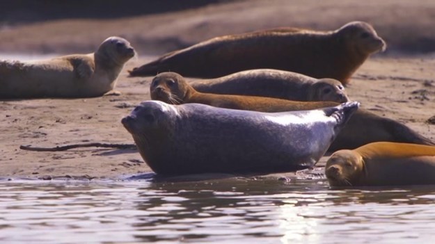 Populacja fok żyjących w ujściu Tamizy systematycznie rośnie. Obecnie, żyje tam ponad trzy i pół tysiąca zwierząt. To efekt poprawy czystości wody w rzece i opieki naukowców.