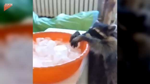 Właściciel szopów postawił przed zwierzętami miskę z kostkami lodu. Kiedy tylko to zobaczyły, zaczęło się czyste szaleństwo! To trzeba zobaczyć.