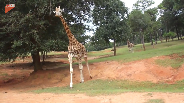 Rodzina podczas wycieczki po parku krajobrazowym, natrafiła na pewną żyrafę. Ta, widząc samochód, postanowiła się do niego zbliżyć. A wtedy...