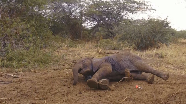 Strażnicy przyrody z Kenii podzielili się nagraniem z akcji ratunkowej młodego słonia. Zwierzę wpadło we wnyki. Nie pomogła mu nawet ogromna siła własnych mięśni. Gdyby nie pomoc ludzi, z pewnością umarłby w tym miejscu. Na szczęście finał tej historii jest inny. 