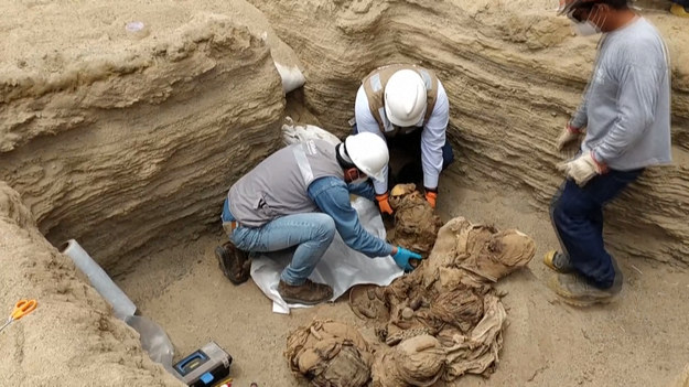 Peruwiańscy robotnicy układający rury gazowe znaleźli szczątki ośmiu osób pochowanych we wspólnym grobowcu około 800 lat temu. Ciałom towarzyszyły pozostałości jedzenia i instrumenty muzyczne, zdradziła Cecilia Camargo, badająca znalezisko archeolog. Ciała dorosłych i dzieci zostały owinięte materiałem roślinnym, a obok złożono kukurydzę, naczynia i rozmaite instrumenty dęte. Pochowani mieszkali w starożytnym mieście Chilca, około 60 kilometrów na południe od Limy.
Niektórych pogrzebano z muszlami na głowach i workami, w których trzymano liście koki, tradycyjnie przeżuwane jako środek pobudzający.
„To ważne odkrycie, które daje nam więcej informacji na temat przedhiszpańskiej historii Chilca” – powiedziała badaczka.
Już w 2018 roku pracownicy tej samej firmy znaleźli w okolicy 30 starożytnych ciał.