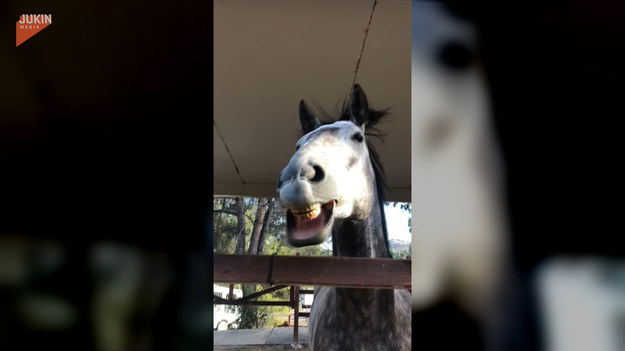 W sieci pojawiło się zabawne nagranie z koniem. Zwierzak skorzystał ze strumienia powietrza i wysuszył swoje ząbki. Zobaczcie