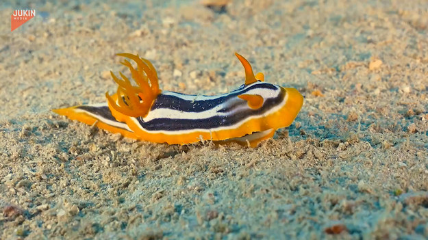 Natura obdarzyła niektóre stworzenia wyjątkowym kształtem. Z pewnością należy do nich ślimak morski. Kamera zarejestrowała go w trakcie podwodnej przechadzki. Zobaczcie