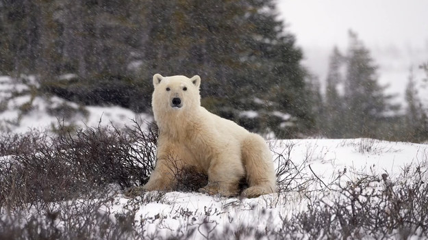 Zabawy na śniegu to jedna z pięknych zimowych aktywności. Doskonale wiedzą o tym m.in. niedźwiedzie polarne. Jeden z nich został podejrzany w przepięknej scenerii, w północnej Kanadzie. Zobaczcie, jak prezentuje się w swoim naturalnym środowisku.
