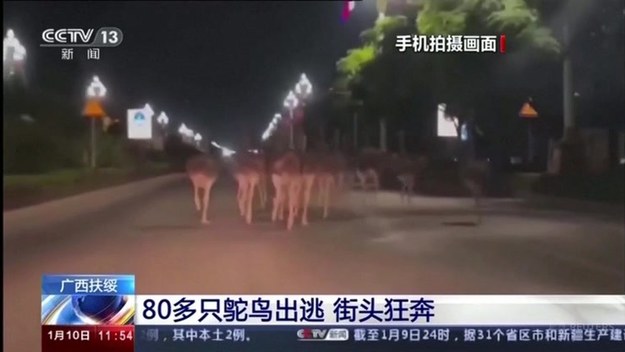 Nieprawdopodobny widok przywitał w sobotę mieszkańców miasta Chongzuo w południowych Chinach. Nad ranem jego ulicami przebiegło 80 strusi.