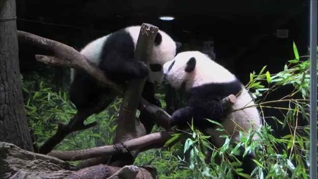 Bliźniaki pandy wielkiej zostały publicznie zaprezentowane w tokijskim Zoo. Z uwagi na wzrost zakażeń koronawirusem w stolicy Japonii prezentacja odbyła się w szczególnych warunkach.
