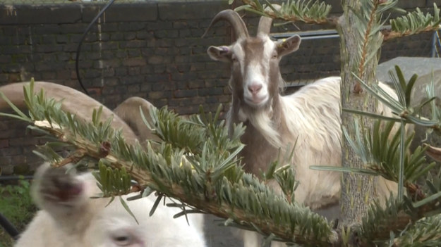 Miejskie gospodarstwo z Londynu znalazło świetny sposób na recykling świątecznych choinek. Kentish Town City Farm to działające od 50 lat gospodarstwo miejskie, które pozwala dzieciom i dorosłym na kontakt ze zwierzętami. Jej pracownicy poprosili okolicznych mieszkańców o przyniesienie niepotrzebnych choinek wraz z drobnym wsparciem finansowym. Drzewka staną się pokarmem dla kóz, a odpadki zostaną ponownie wykorzystane. 