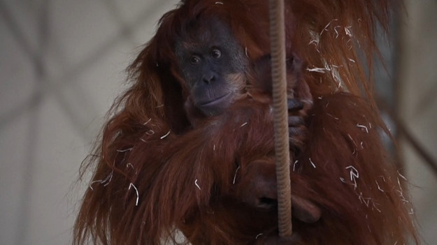 Dobrą wiadomością podzieliło się Zoo we francuskim Amneville. Pod koniec stycznia przyszedł tam na świat orangutan. Matka o imieniu Putri ponownie wydała na świat potomstwo. Jej poprzednie dziecko, Tupai, urodziło się sześć lat temu. Orangutany to gatunek zagrożony wyginięciem, stąd każda tego typu wiadomość budzi radość miłośników przyrody. 