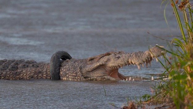 Trzy tygodnie trwały próby bezpiecznego pojmania samicy krokodyla indonezyjskiego. Mieszkańcy miasta Palu na wyspie Celebes chcieli ulżyć dzikiemu zwierzęciu, które od kilku lat żyło z motocyklową oponą na szyi. Mimo zaangażowania największych sław w okiełznywaniu dzikich krokodyli nie udawało się pomóc dzikiemu zwierzęciu. Im samica krokodyla była większa, tym niechciana obroża ją bardziej uwierała. Sukcesem zakończyła się dopiero akcja przeprowadzona przez lokalnego handlowca, hobbystycznego poławiacza dzikich ptaków.