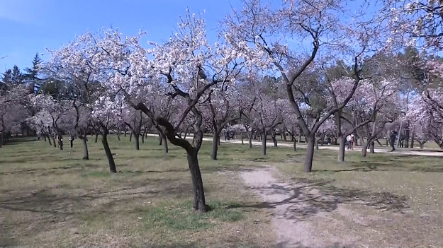 W stolicy Hiszpanii widać już pierwsze oznaki wiosny. Spacerowicze odwiedzający madrycki park Quinta de los Molinos podziwiali kwitnące drzewa migdałowe. 