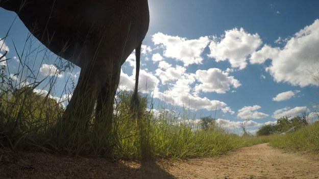 Ciekawski słoń postanowił zaopiekować się kamerą GoPro. Jaki był efekt jego podbojów?
