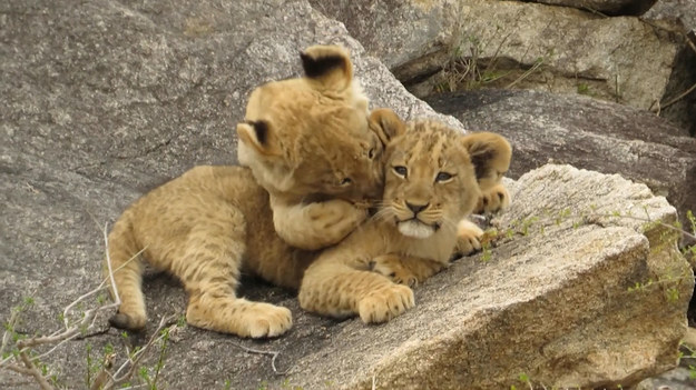 Młode lwiątka uwielbiają bawić się i przekomarzać. Krótką scenę z ich życia zarejestrował Jan Kriel, przewodnik po Parku Narodowym Krugera. Mężczyzna zdradza, że zobaczyć je w takie sytuacji to prawdziwe szczęście. Lwiątka właśnie zostały zaprezentowane reszcie stada po okresie izolacji, który trwał od narodzin.
Podobna praktyka jest powszechna u tych dużych kotów.