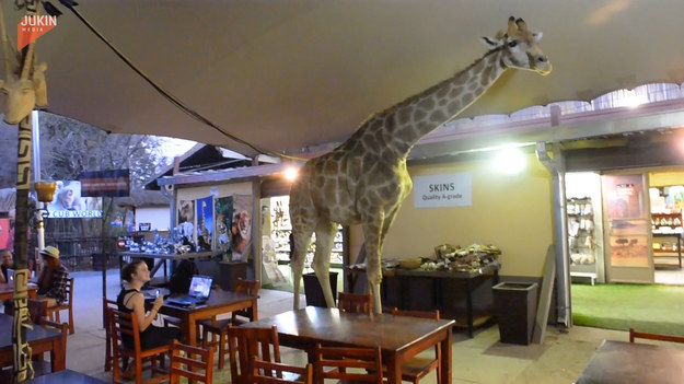 W Lion Park, niedaleko Johannesburga w Południowej Afryce, żyrafa Perdy co noc krąży po restauracji, gdzie częstuje się małym drzewkiem.