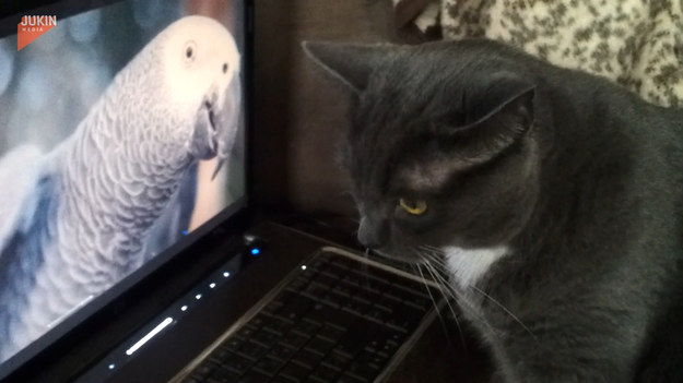 Ten kot, gdy tylko ujrzał na ekranie komputera papugę, natychmiast zaczął się z nią bawić. Zobacz!