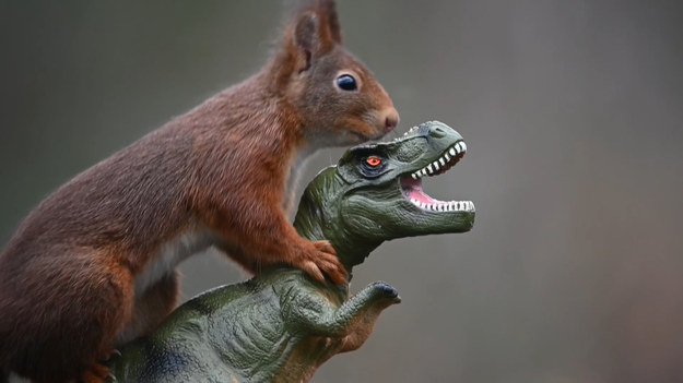Przezabawne zdjęcia pokazują bliską więź wiewiórki z zabawkowym dinozaurem. 