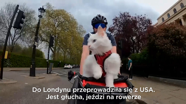 Do Londynu przeprowadziła się z USA. Jest głucha, jeździ na rowerze i ma wierne grono fanów, którzy śledzą jej poczynania w internecie. Sigrid to kotka rasy norweski leśny, której rowerowe wycieczki stały się hitem serwisów społecznościowych. Instagramowe konto Sigrid i Travisa obserwuje ponad sto tysięcy osób. Duet korzysta z popularności, angażując się w promocje kolarstwa.