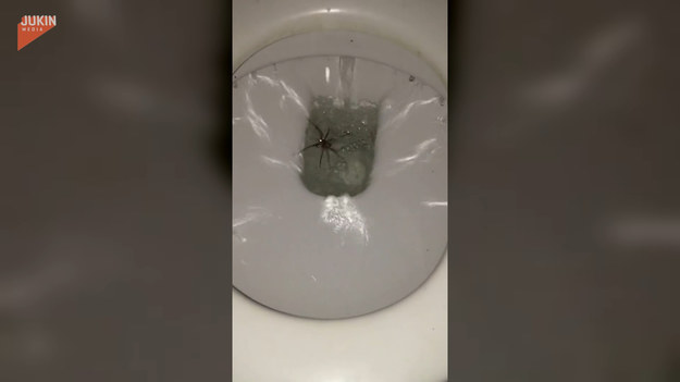 Australia - tu wydarzyć się może wszystko. Jak na przykład spotkanie w toalecie gigantycznego pająka.