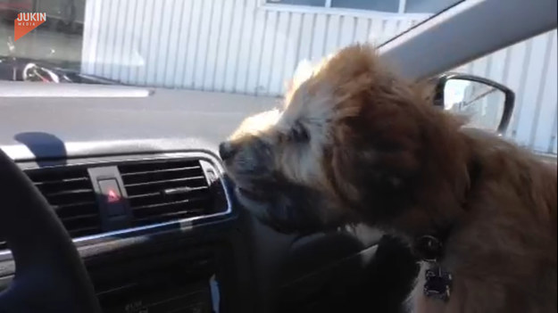 Temu psu ewidentnie nie spodobała się klimatyzacja w samochodzie jego opiekunów. Postanowił stoczyć z urządzeniem walkę. Jak myślicie, kto wygrał?