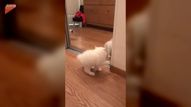 Ten kotek był zaskoczony, gdy zobaczył swoje odbicie w lustrze. Myślał, że to inny kot i próbował go złapać. Jak mu poszło?