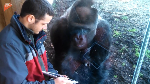 Ten goryl ewidentnie interesuje się nowymi technologiami. Tylko spójrzcie, z jakim zaabsorbowaniem patrzy na tablet.