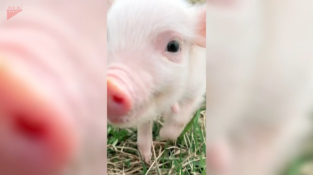Dziś nie zobaczysz nic słodszego! Gromadka uroczych świnek spędza czas na wspólnych zabawach.
