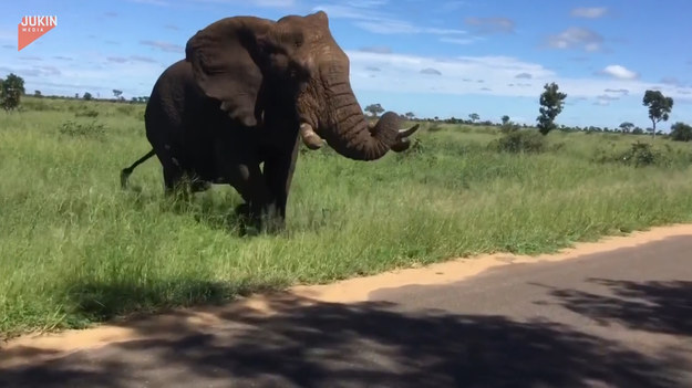 Wycieczka na safari kojarzy się z pięknymi widokami dzikich zwierząt. Ten słoń postanowił jednak zadbać o podwyższenie poziomu adrenaliny u zwiedzających.