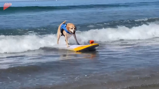 Tak to można żyć. Ten labrador uwielbia bryzę oceanu, a sport i paddleboarding to dla niego chleb powszedni. Utrzymanie się na desce to naprawdę duże wyzwanie.