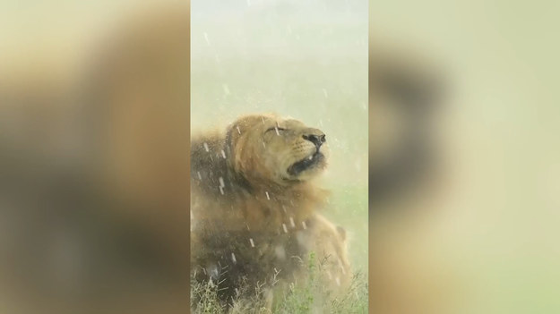 Król wszystkich zwierząt potrafi wzbudzić podziw. Spójrzcie na tego lwa, który zatrząsł grzywą w czasie deszczu. Autorem nagrania jest fotograf Zaheer Ali, a ów pokaz piękna dzikiej przyrody miał miejsce w południowoafrykańskim rezerwacie Mala Mala.