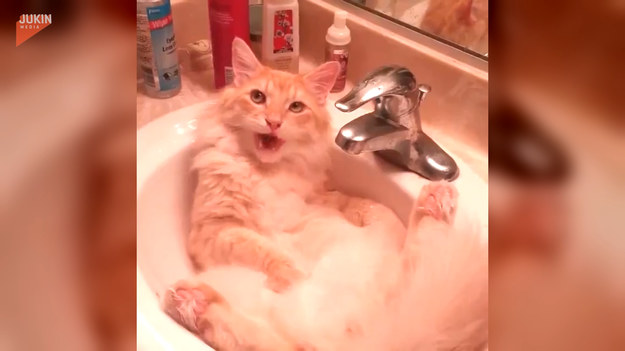 Ten kot uwielbia kąpiele w umywalce. Tylko spójrzcie, jak przyjemnie spędza czas!