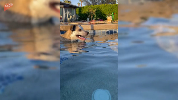 Pewien internauta podzielił się nagraniem z zabawy z psem. Zażywając uroków kąpieli w basenie uczył czworonoga... puszczania bąbelków. Czy psiak był skłonny do podążenia śladem właściciela? Zobaczcie sami.