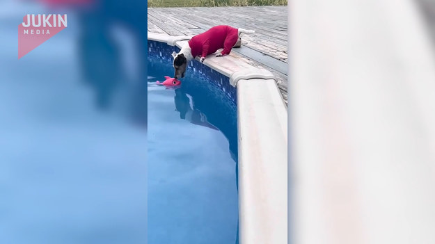 Pewna internautka podzieliła się nagraniem swojego psiaka. Czworonóg próbuje wyciągnąć z basenu zabawkę. Zobaczcie, jak mu poszło.